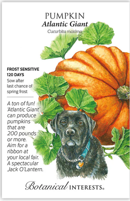 Atlantic Giant Pumpkin