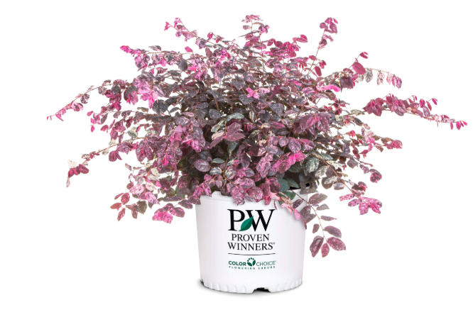 SG Loropetalum Jazz Hands