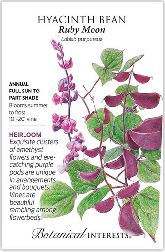 Ruby Moon Hyacinth Bean