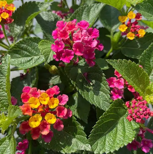 Big Cup Lantana $6.50
