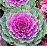 Kale $4.50