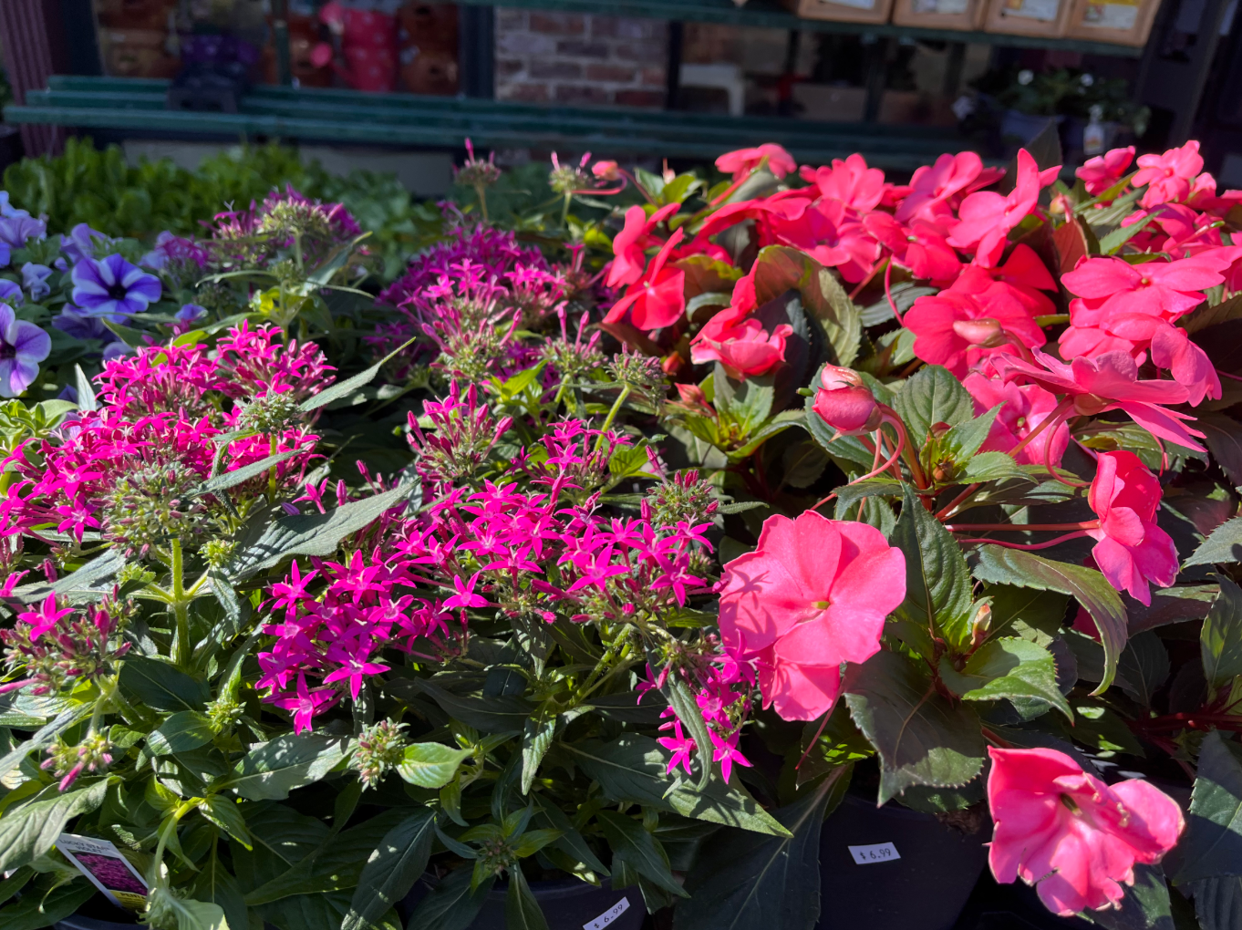 5 in Flower Medium $5.99