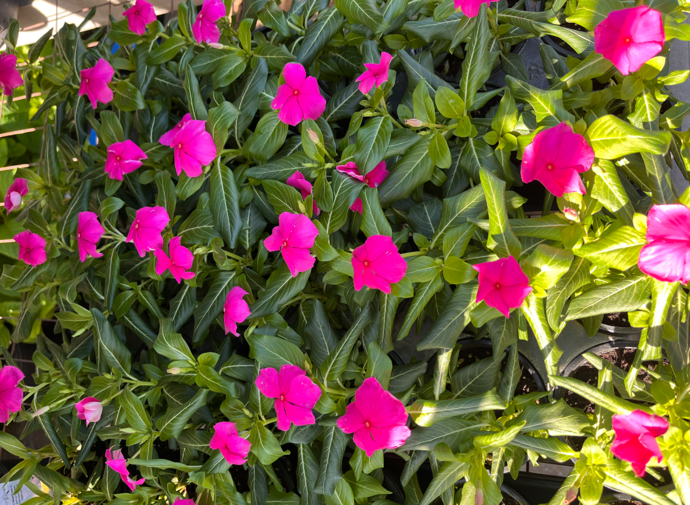 3.5 in Small Cup Flower $1.99