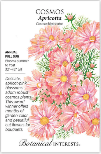 Apricotta Cosmos