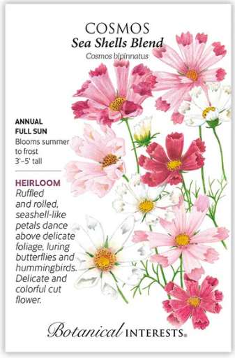Sea Shell Cosmos