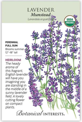 Munstead Lavender