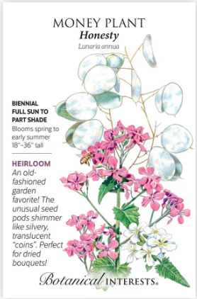 Honesty Money Plant