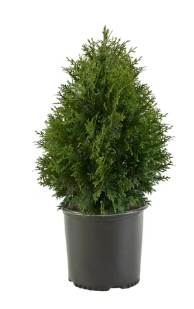 Arborvitae Green Giant