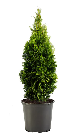 Arborvitae Emerald Green