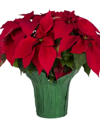 POINSETTIA - RED
