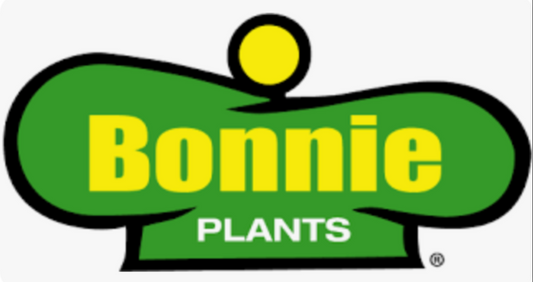 Bonnie Onion-Super Sweet
