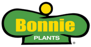 Bonnie Beefsteak Tomato