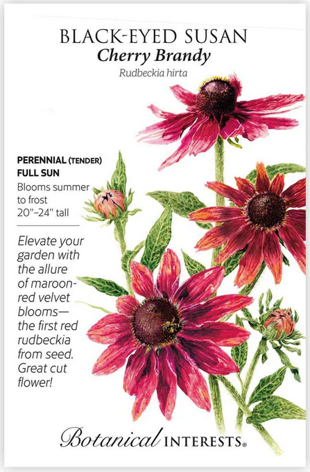 Cherry Brandy Black-Eyed Susan
