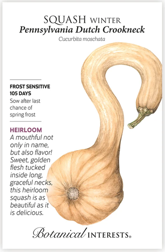 Pennsylvania Dutch Crookneck Winter Squash Seeds