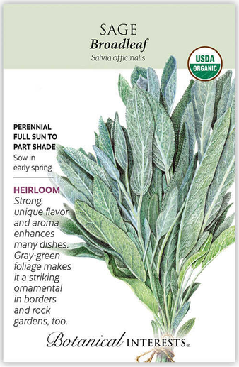 Broadleaf Sage Seeds