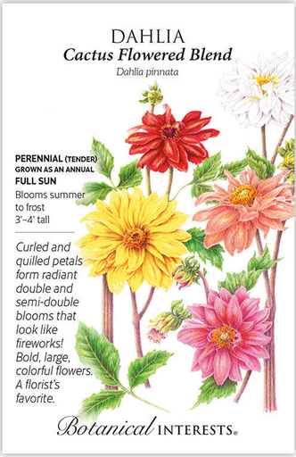 Cactus Flowered Blend Dahlia Seeds