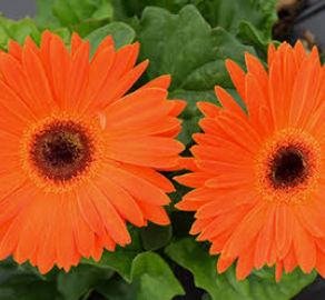 Gerbera $6.99